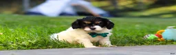 Cavapoo dogs for sale: Rubble - Ad 4