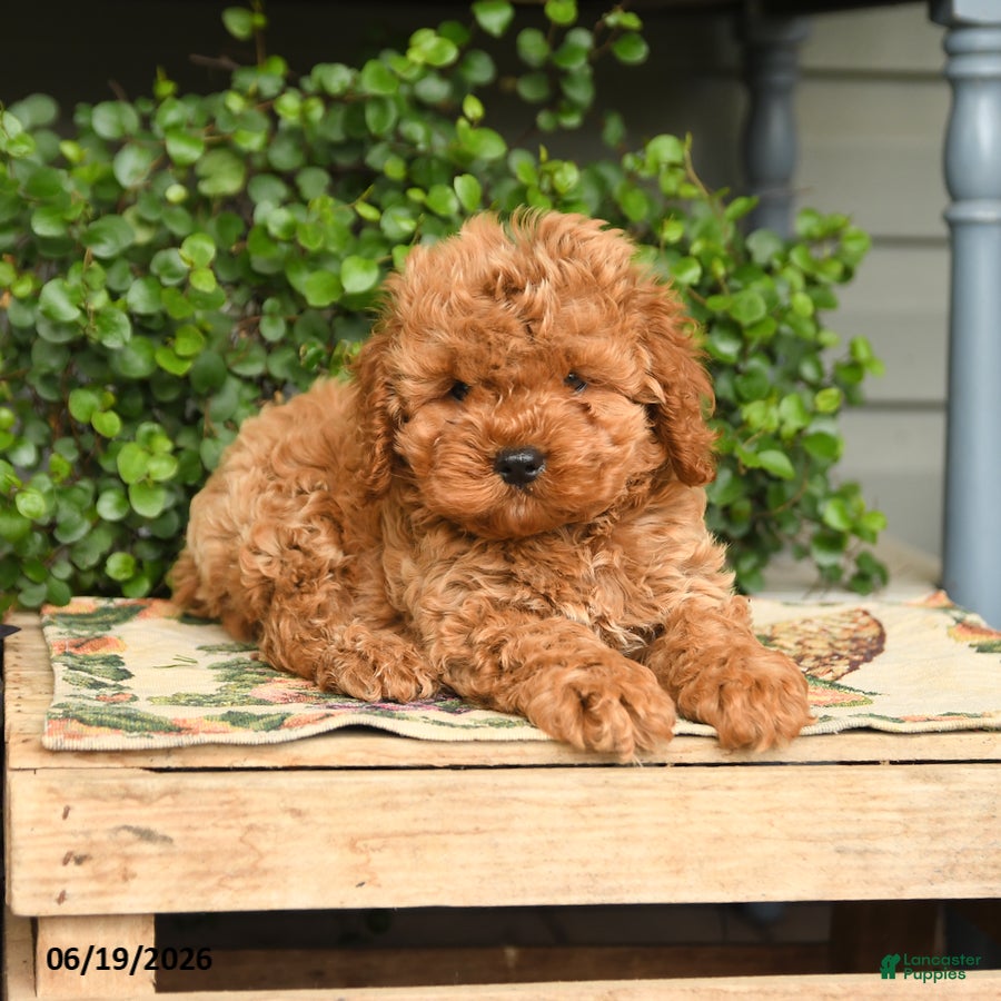 Cockapoo dogs Max - Ad 2