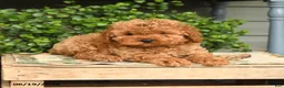 Cockapoo dogs for sale: Max - Ad 2