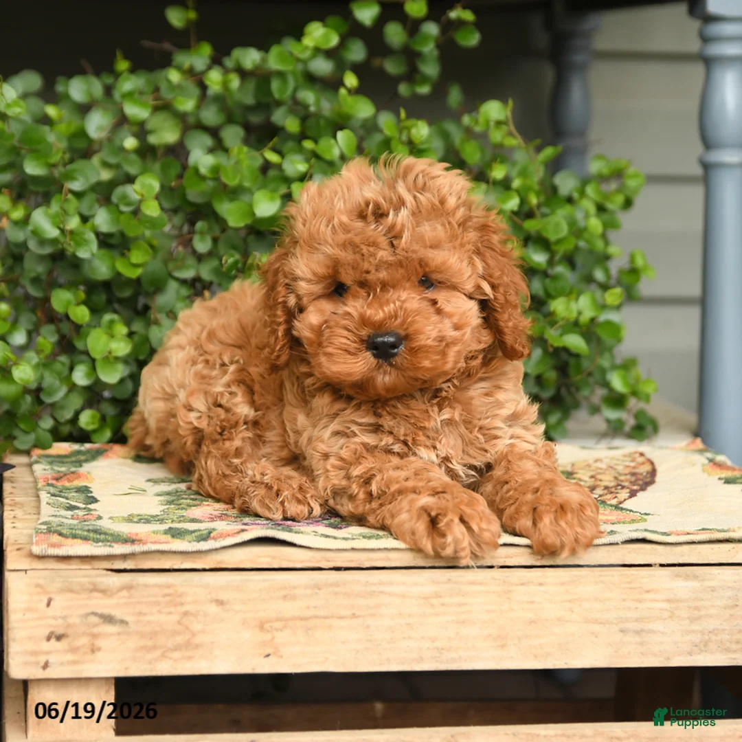 Cockapoo dogs for sale: Max - Ad 2