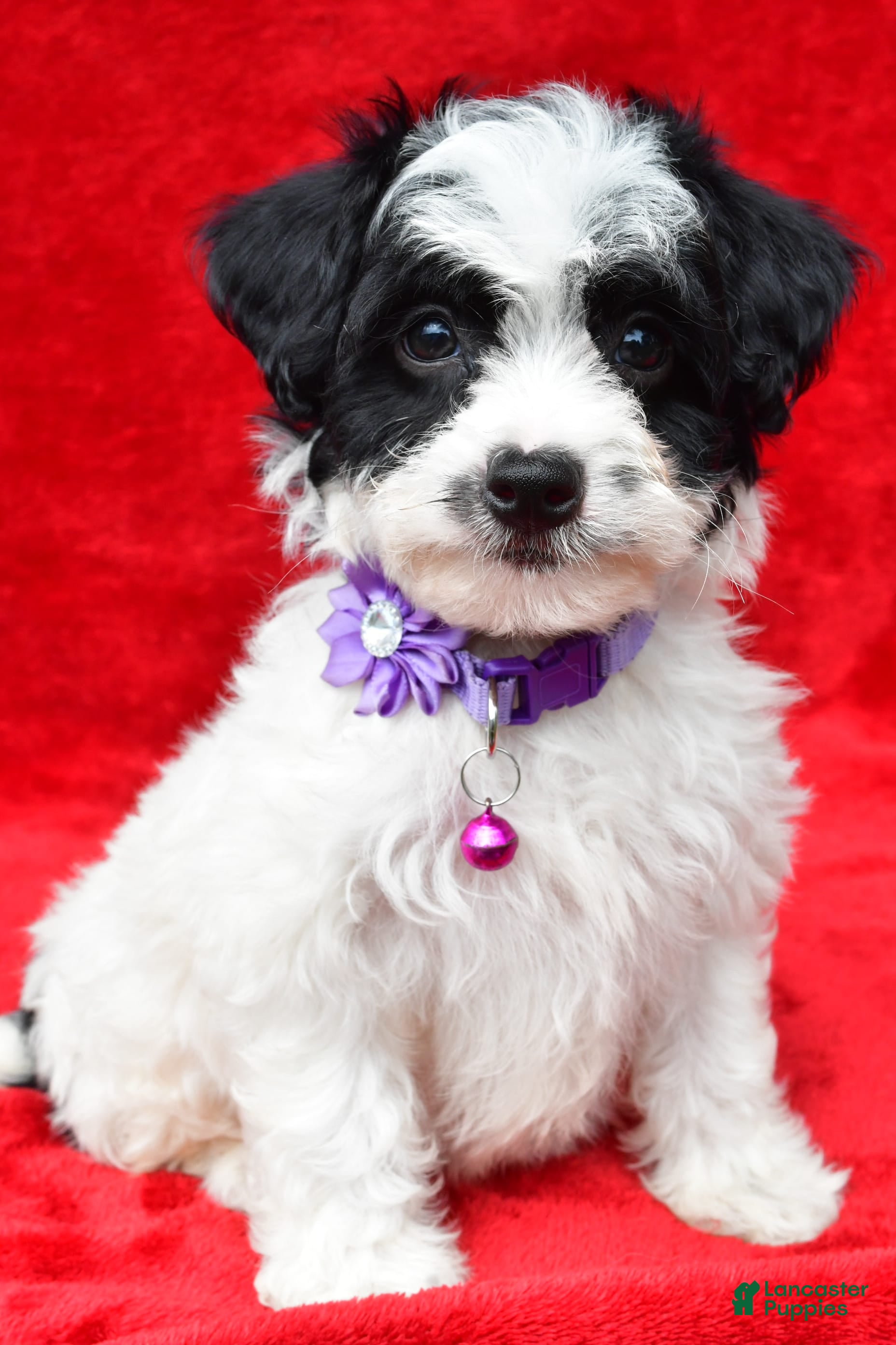 Aussiedoodle Puppies for sale in Mansfield, Ohio Lancaster Puppies