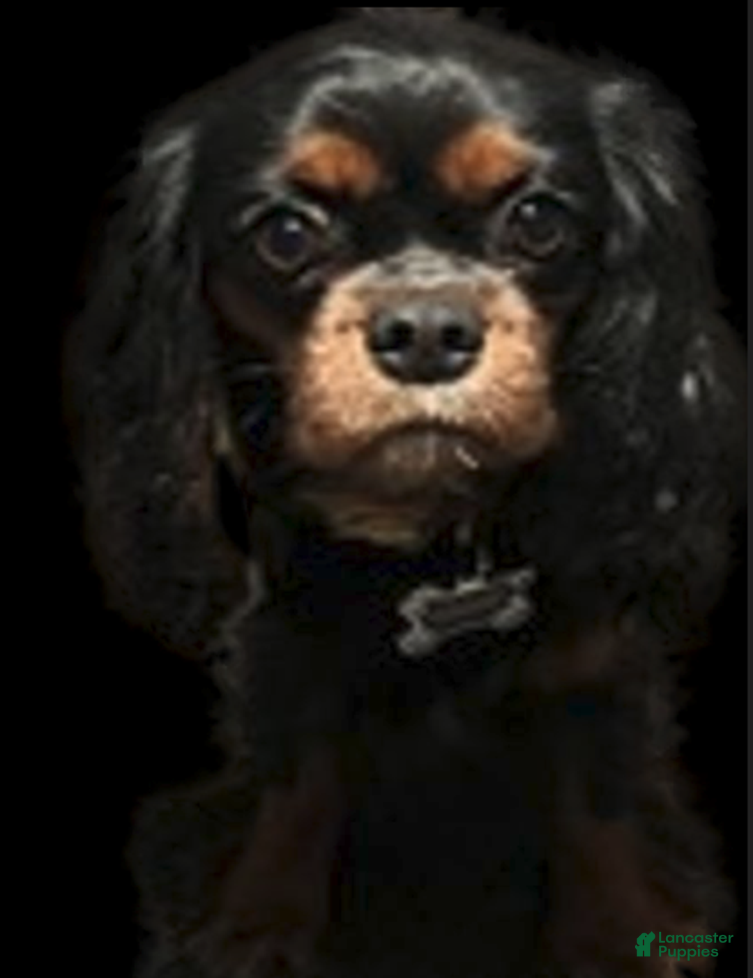 Cavalier King Charles Spaniel dogs for sale: Cavalier King Charles Spaniel Puppy 1 - Ad 5