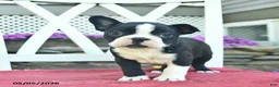 Boston Terrier dogs for sale: Pearl  - Ad 1