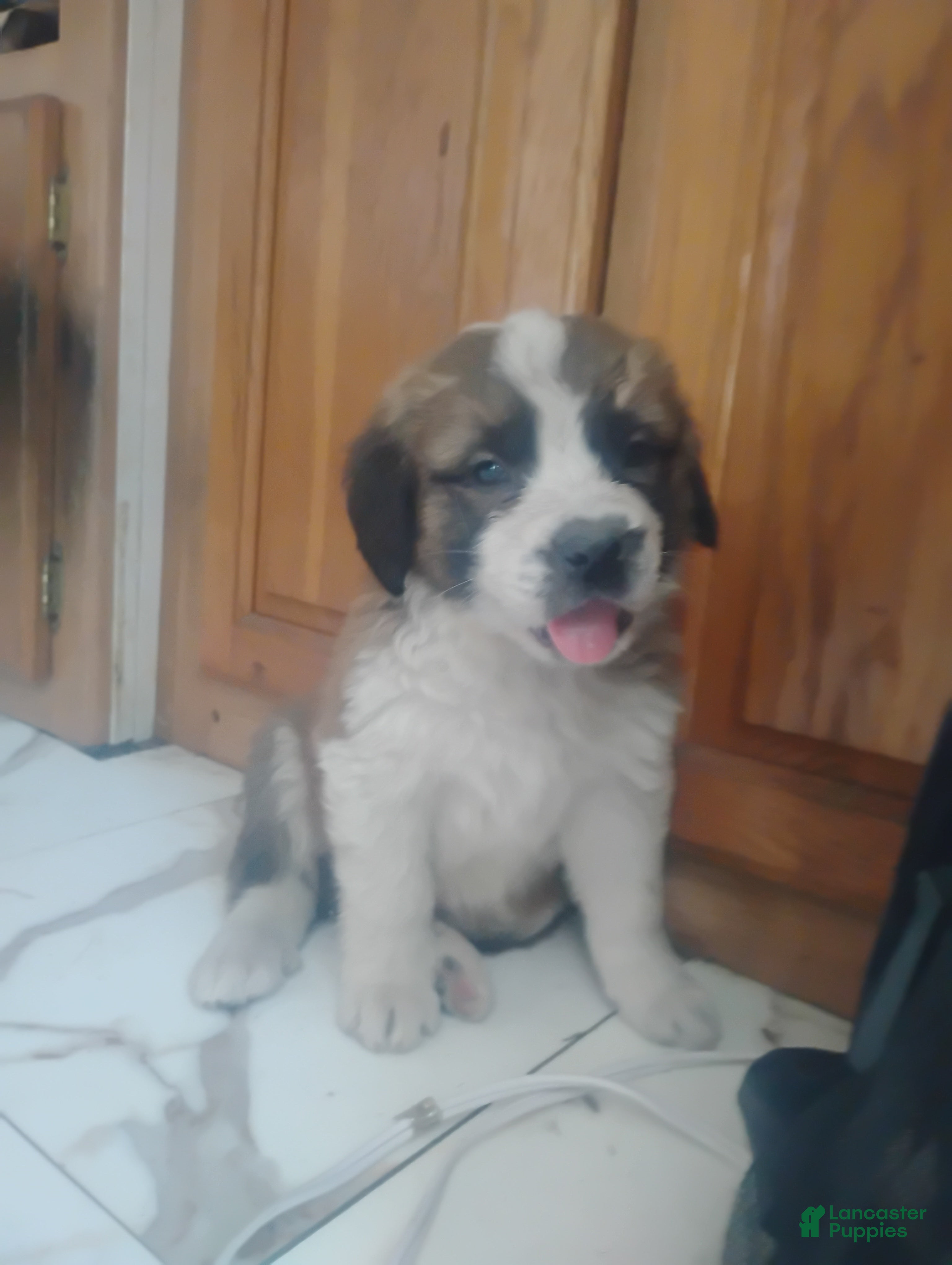 Saint Bernard dogs Saint Bernard Puppy 5 - Ad 16