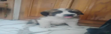 Saint Bernard Puppy 5