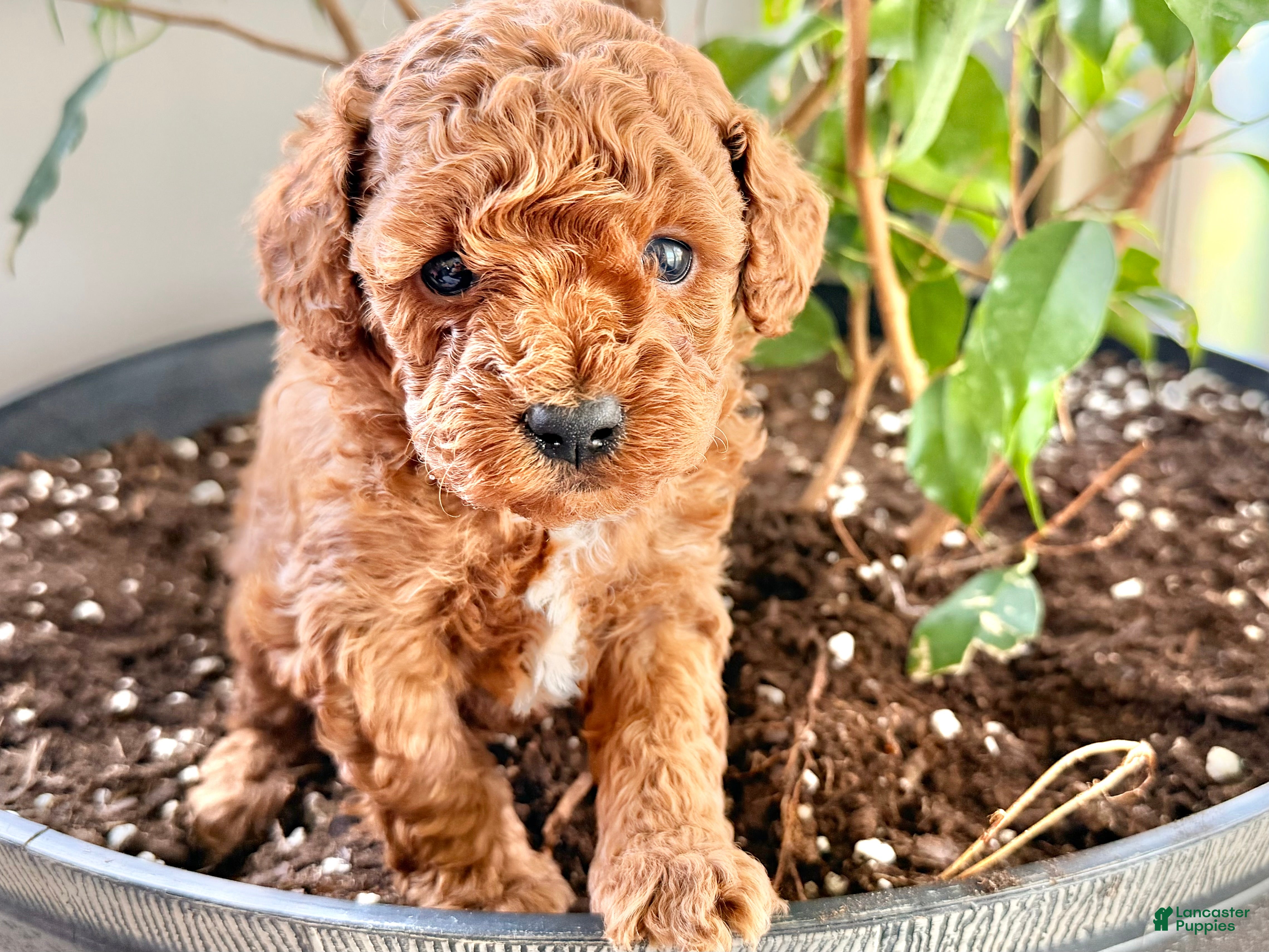 Toy Poodle dogs Russell  - Ad 2