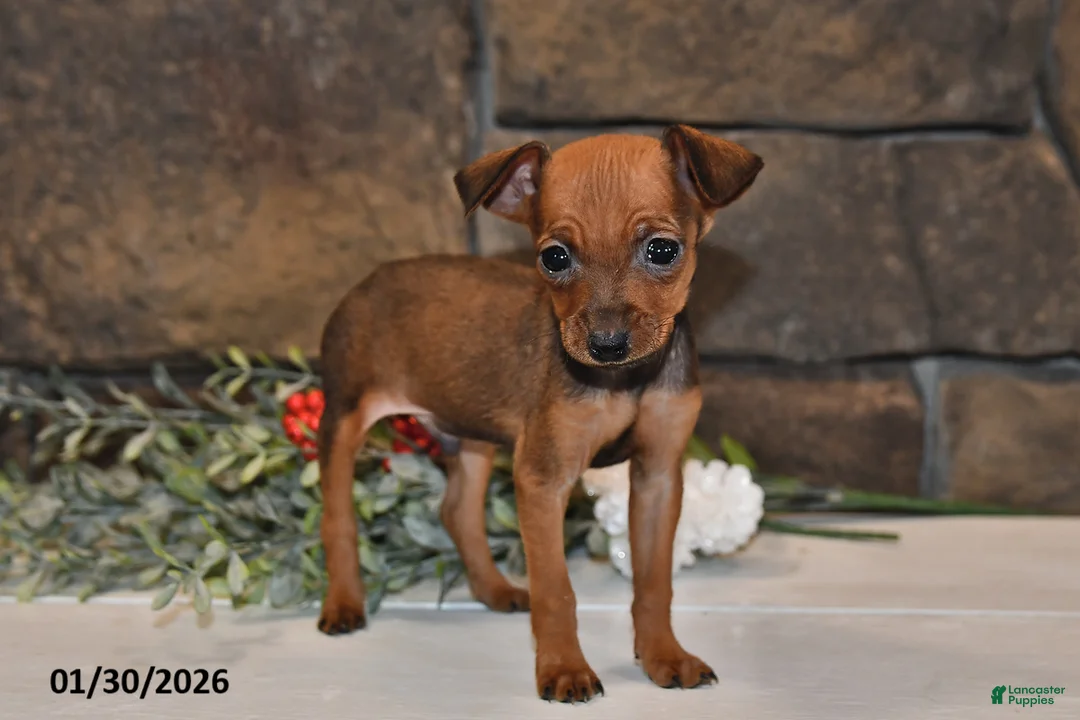 Miniature Pinscher dogs for sale: Ace - Ad 5