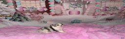 Chihuahua dogs for sale: Casper - Ad 4