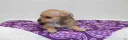 Chihuahua dogs for sale: Chihuahua 4 - Ad 2