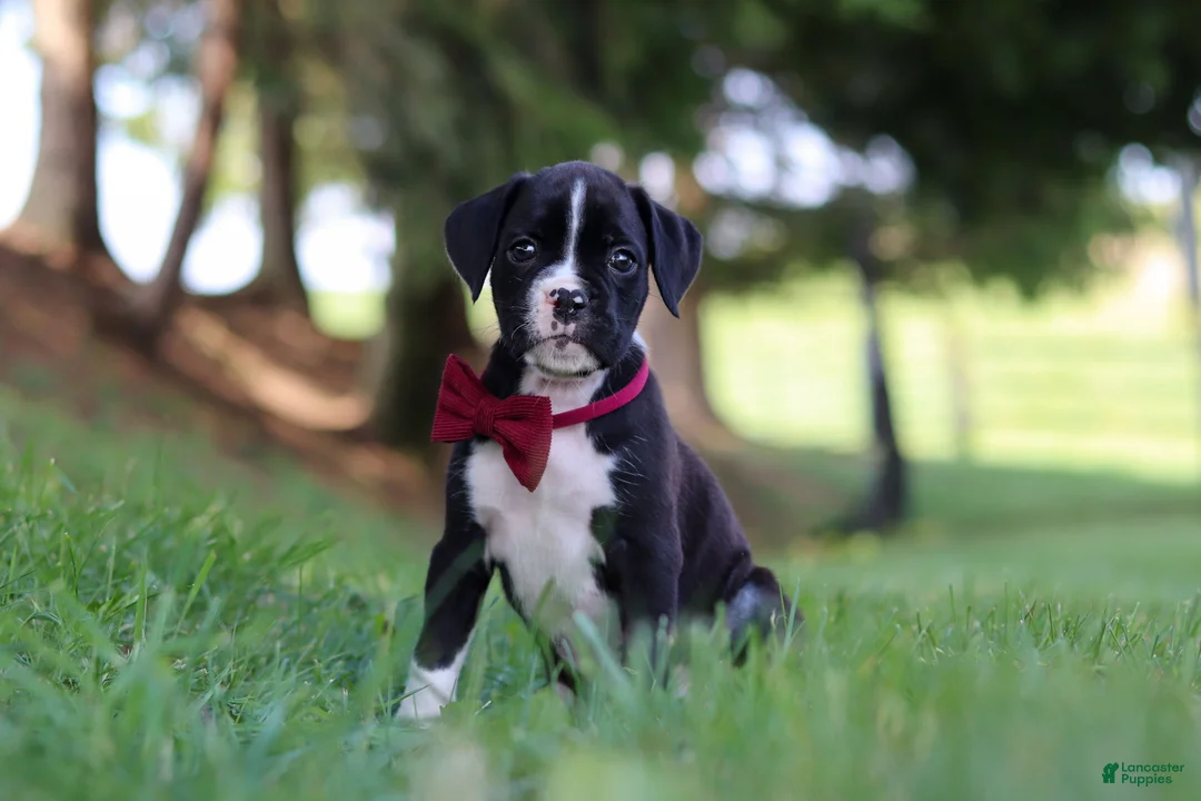 Boxer dogs for sale: Lane - Ad 1