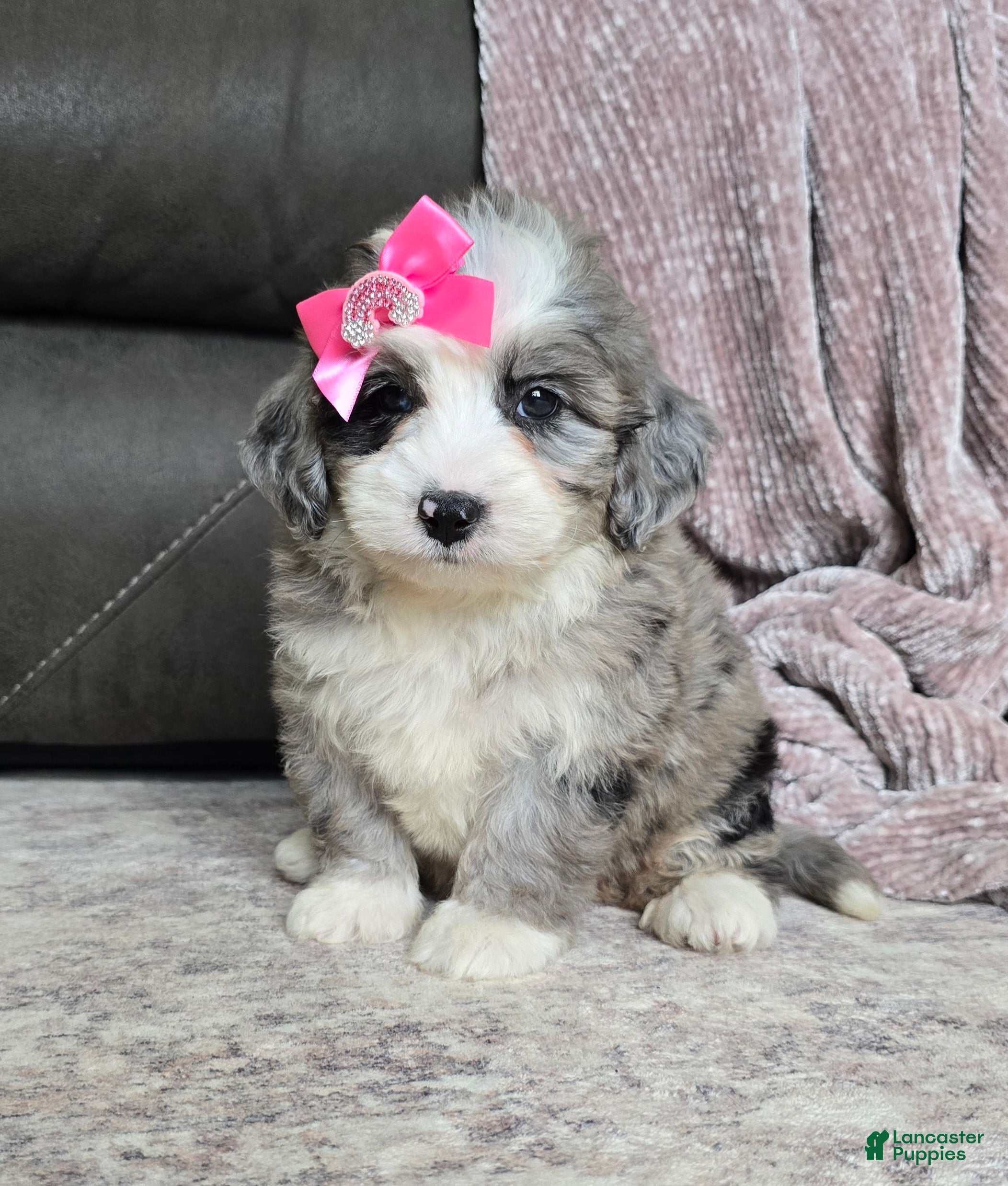 Mini Bernedoodle dogs Mini Willow - Ad 2