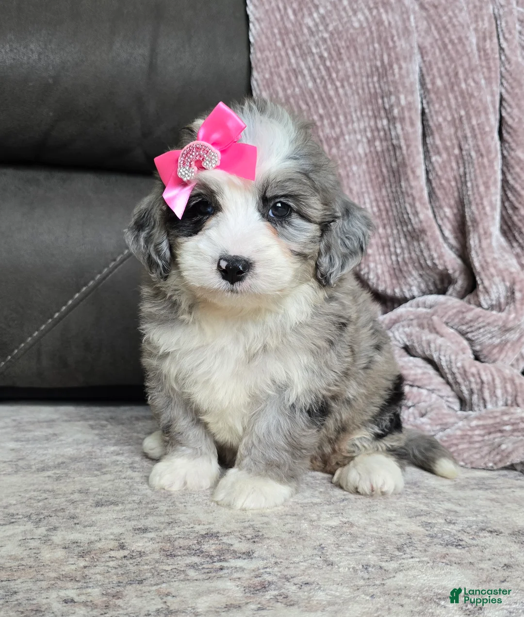 Mini Bernedoodle dogs for sale: Mini Willow - Ad 2