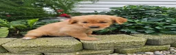 Golden Retriever dogs for sale: Katie  - Ad 7