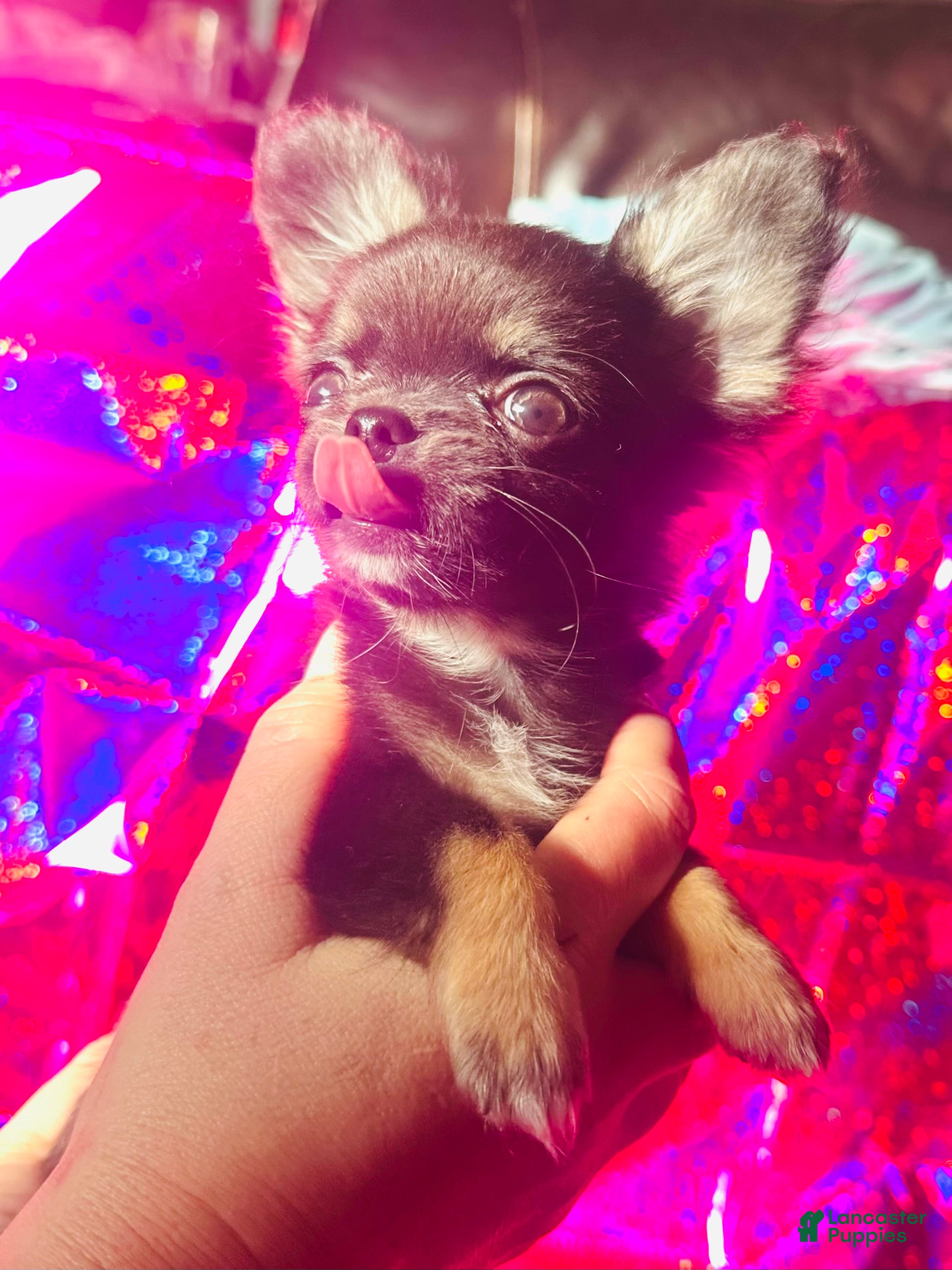 Chihuahua dogs Chihuahua Puppy 4 - Ad 41