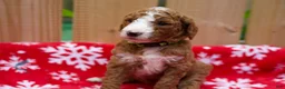 Goldendoodle dogs for sale: Gamora - Ad 5