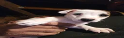 Jack Russell Terrier dogs for sale: Jack Russell Terrier 2 - Ad 1