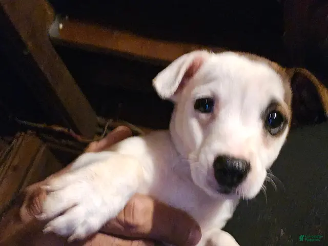 Jack Russell Terrier dogs for sale: Jack Russell Terrier 2 - Ad 1