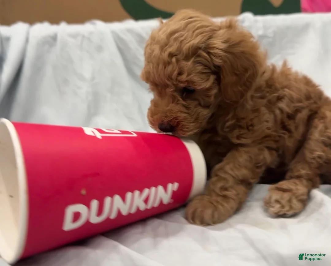 Miniature Poodle dogs for sale: Cappuccino  - Ad 2