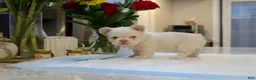 French Bulldog dogs for sale: Cotton ball - Ad 1