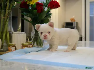 French Bulldog dogs for sale: Cotton ball - Ad 1