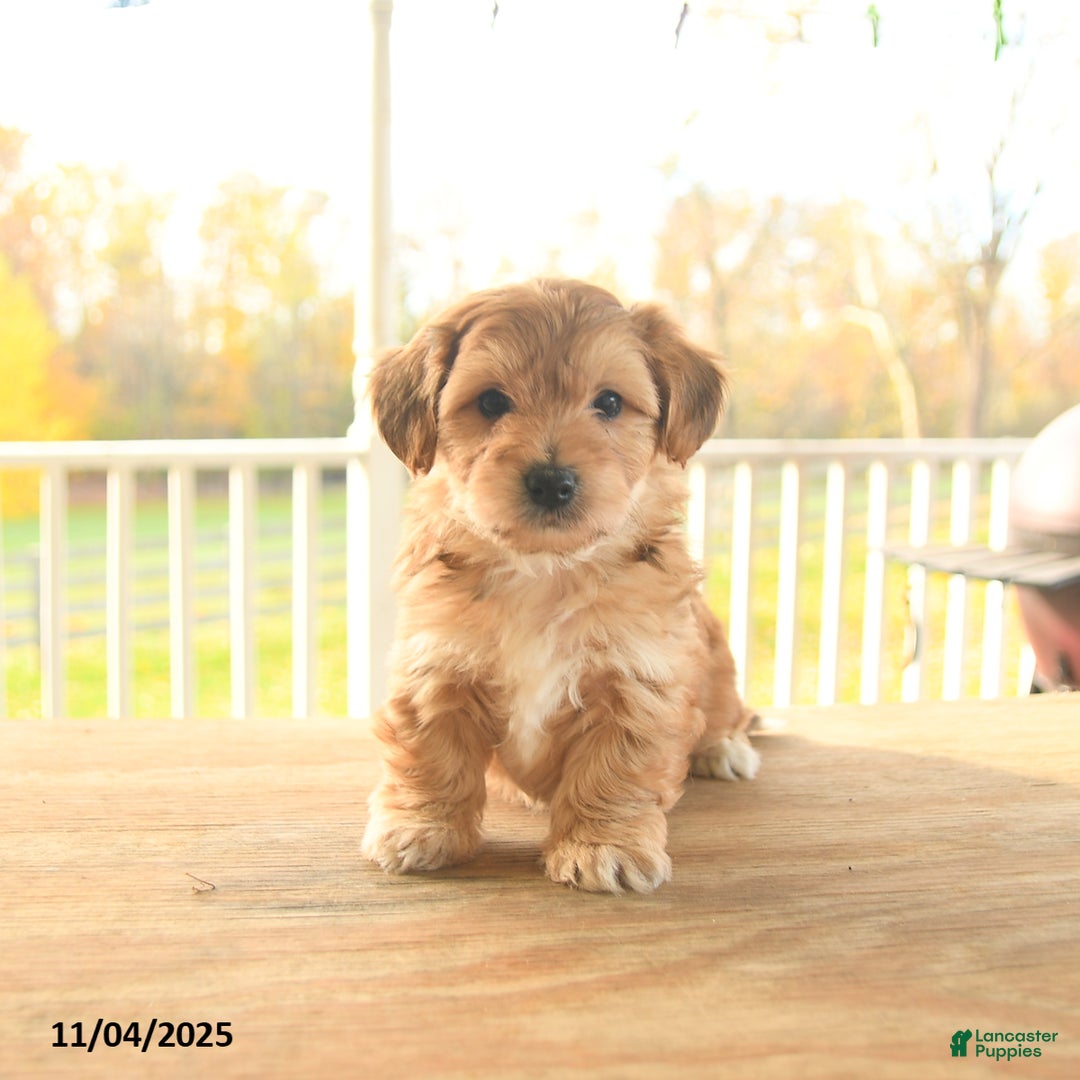 Yochon dogs for sale: Toto - Ad 7