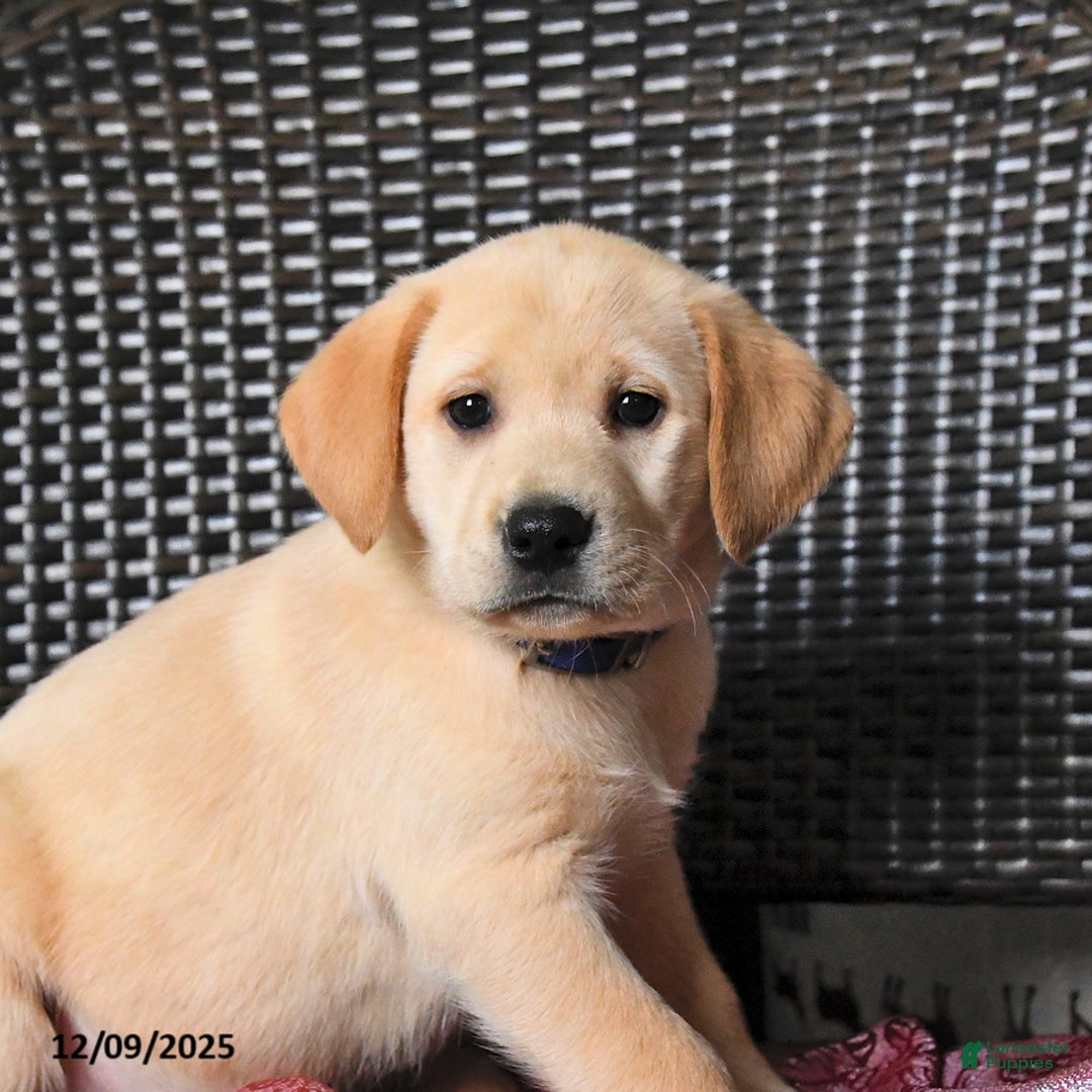 Labrador Retriever dogs for sale: Buttercup - Ad 4