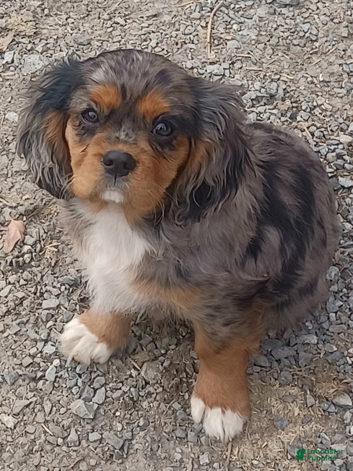 Cavalier King Charles Spaniel dogs Jim - Ad 38