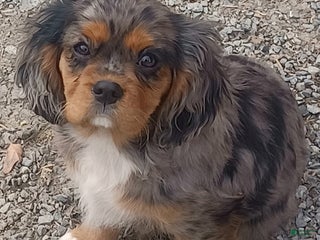 Cavalier King Charles Spaniel dogs Jim - Ad 13