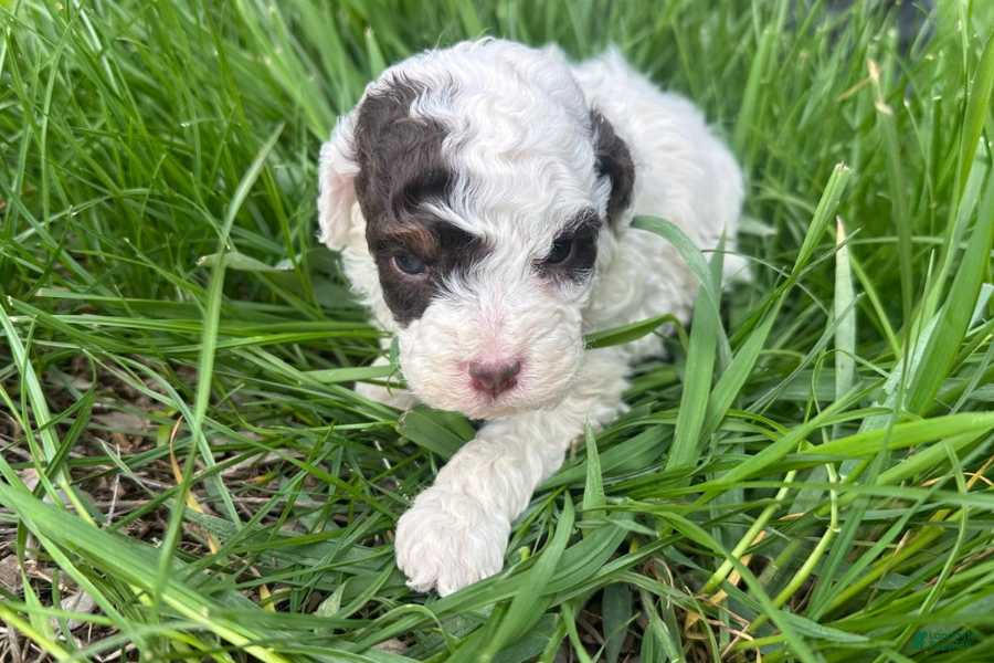 Mini Bernedoodle dogs Taco - Ad 25