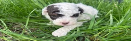 Mini Bernedoodle dogs for sale: Taco - Ad 1