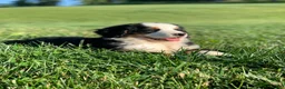 Bernese Mountain Dog dogs for sale: Alaska  - Ad 10