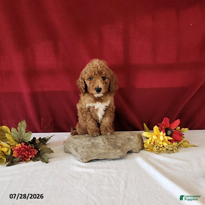 Mini Goldendoodle dogs Heidi - Ad 1