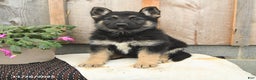 German Shepherd dogs for sale: Daisy - Ad 2