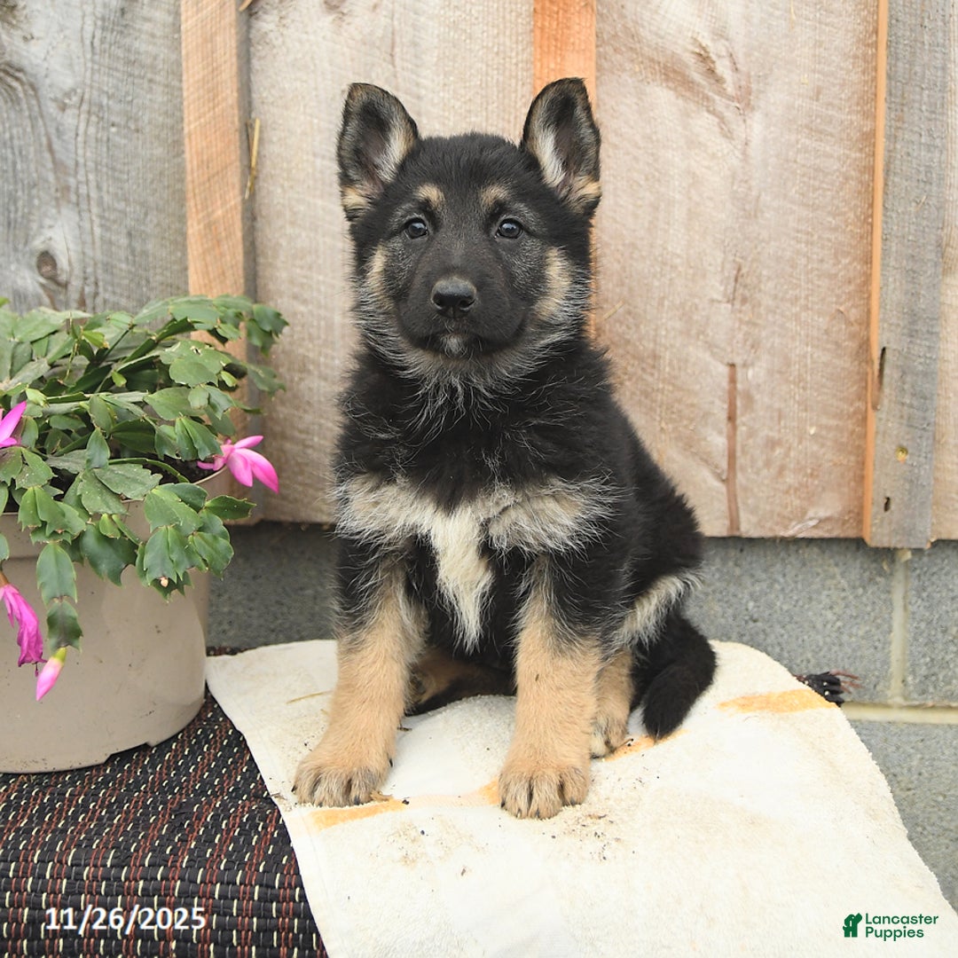 German Shepherd dogs for sale: Daisy - Ad 2
