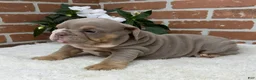 English Bulldog dogs for sale: Savannah - Ad 6