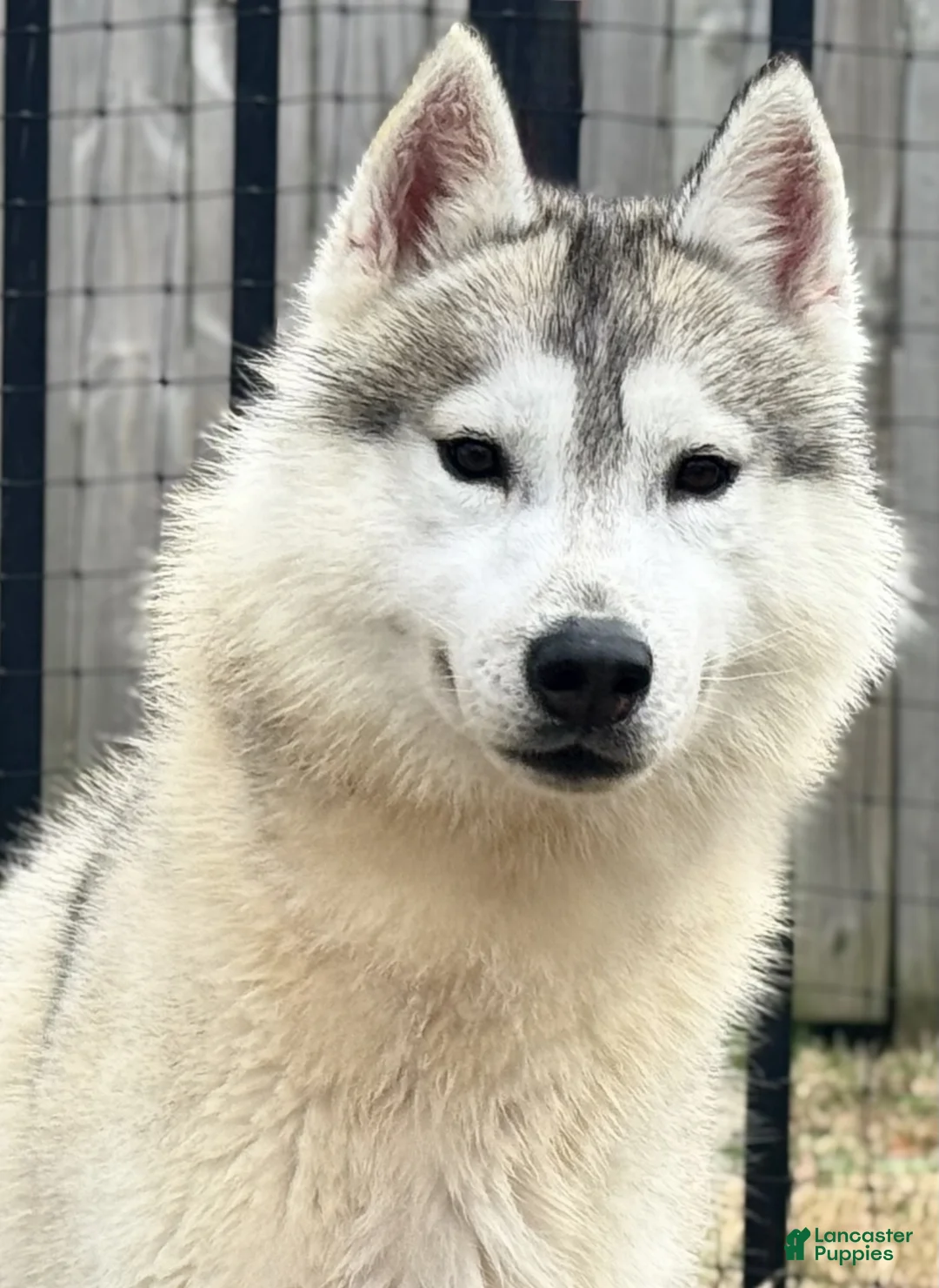 Siberian Husky dogs for stud: AKC Champion sired stud - Ad 2