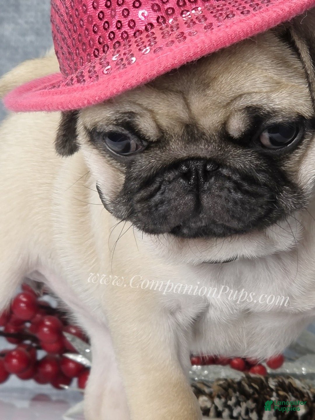 Pug dogs for sale: Marie Soft, Sweet, Playful Pug Pup! Great Christmas Present! - Ad 25