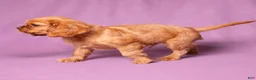 Cavalier King Charles Spaniel dogs for sale: Neil - Ad 6