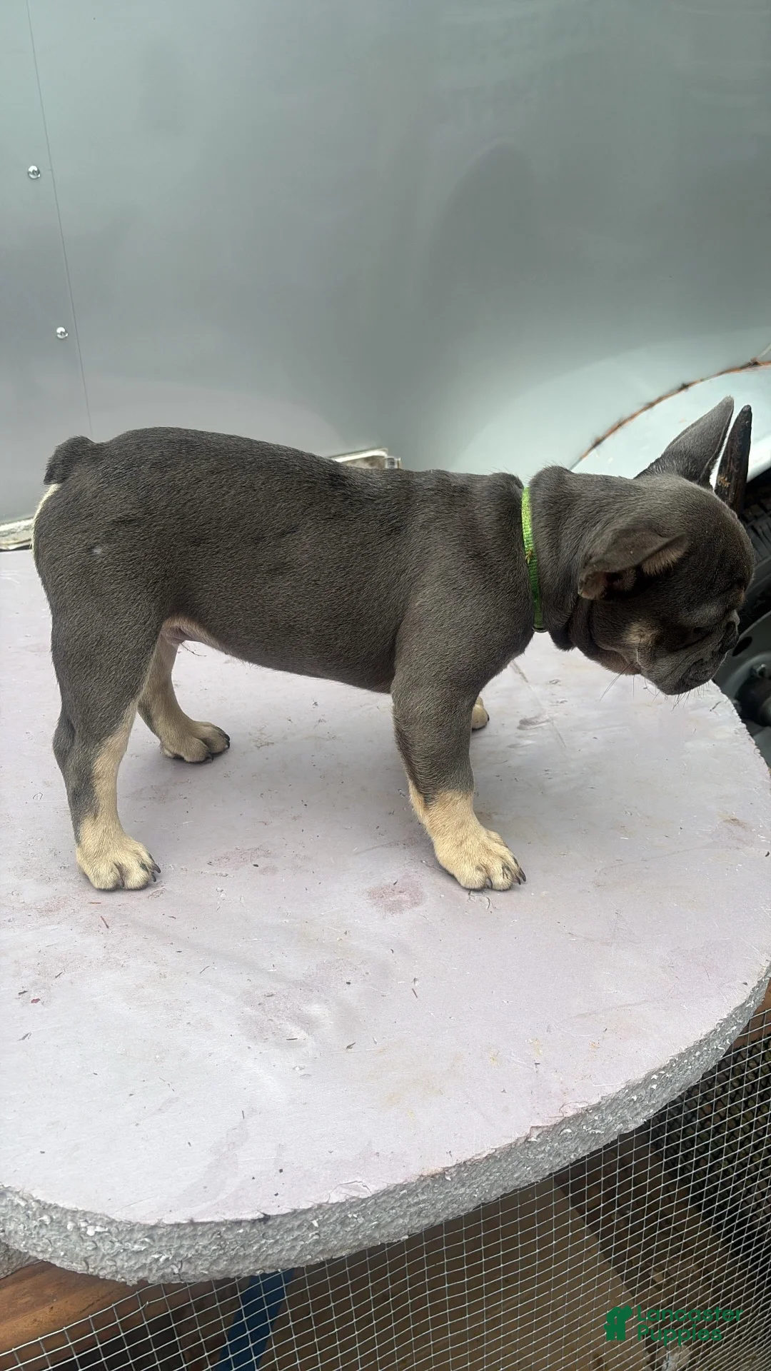 French Bulldog dogs for sale: French Bulldog 4 - Ad 2