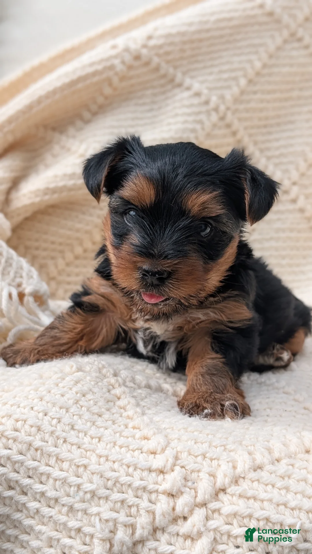 Yorkshire Terrier dogs for sale: Zeus - Ad 2