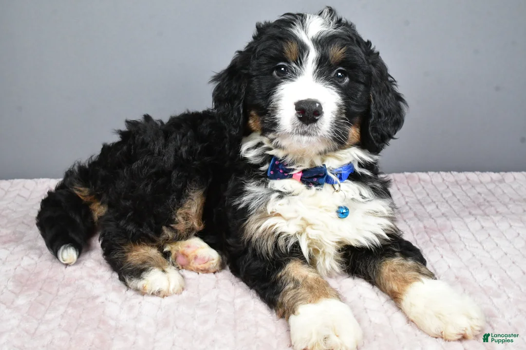Mini Bernedoodle dogs for sale: Bryce - Ad 9