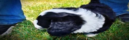 Havapoo dogs for sale: Inky - Ad 12