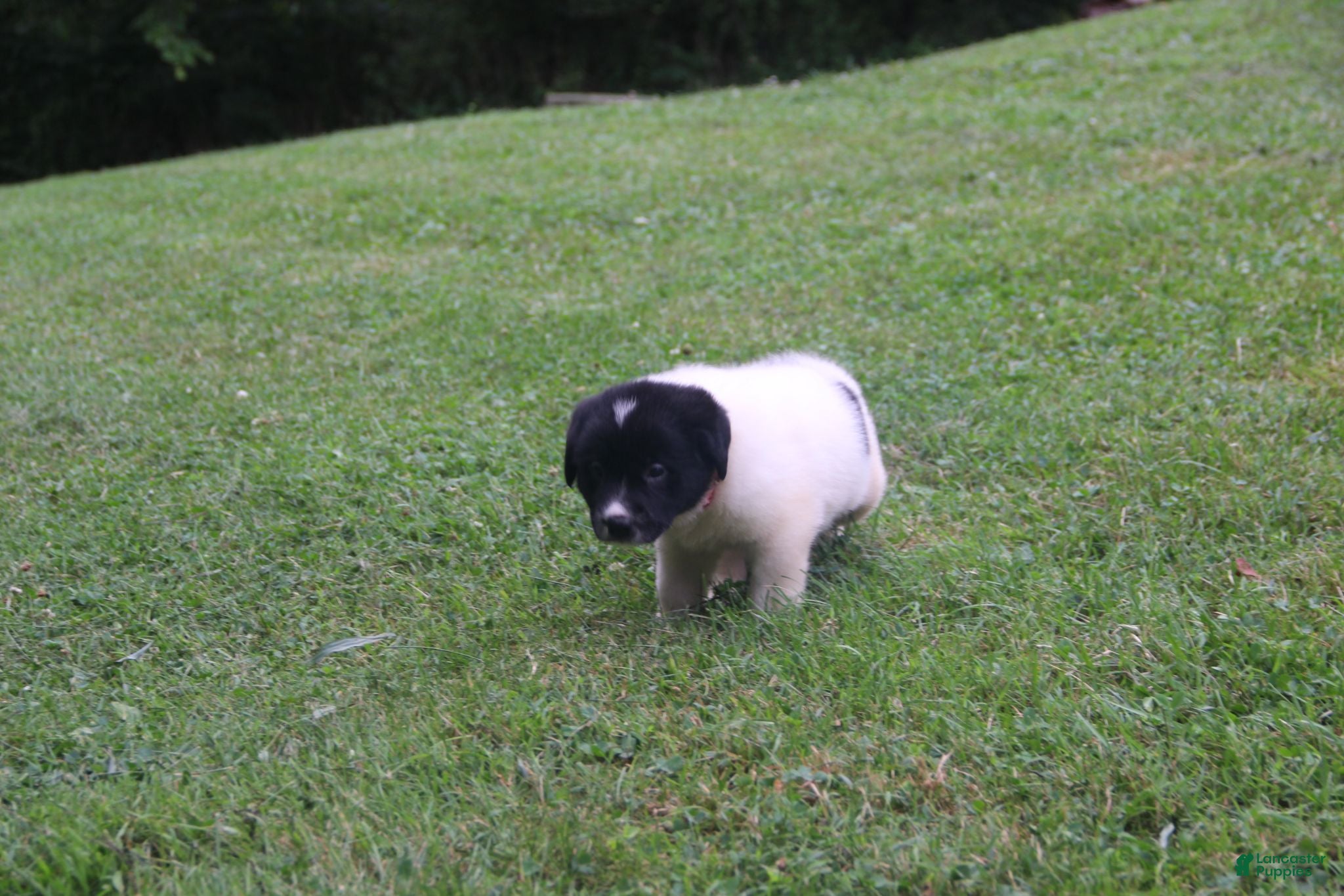 Mixed Breed dogs Zulu - Ad 2