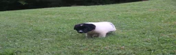 Mixed Breed dogs for sale: Zulu - Ad 2