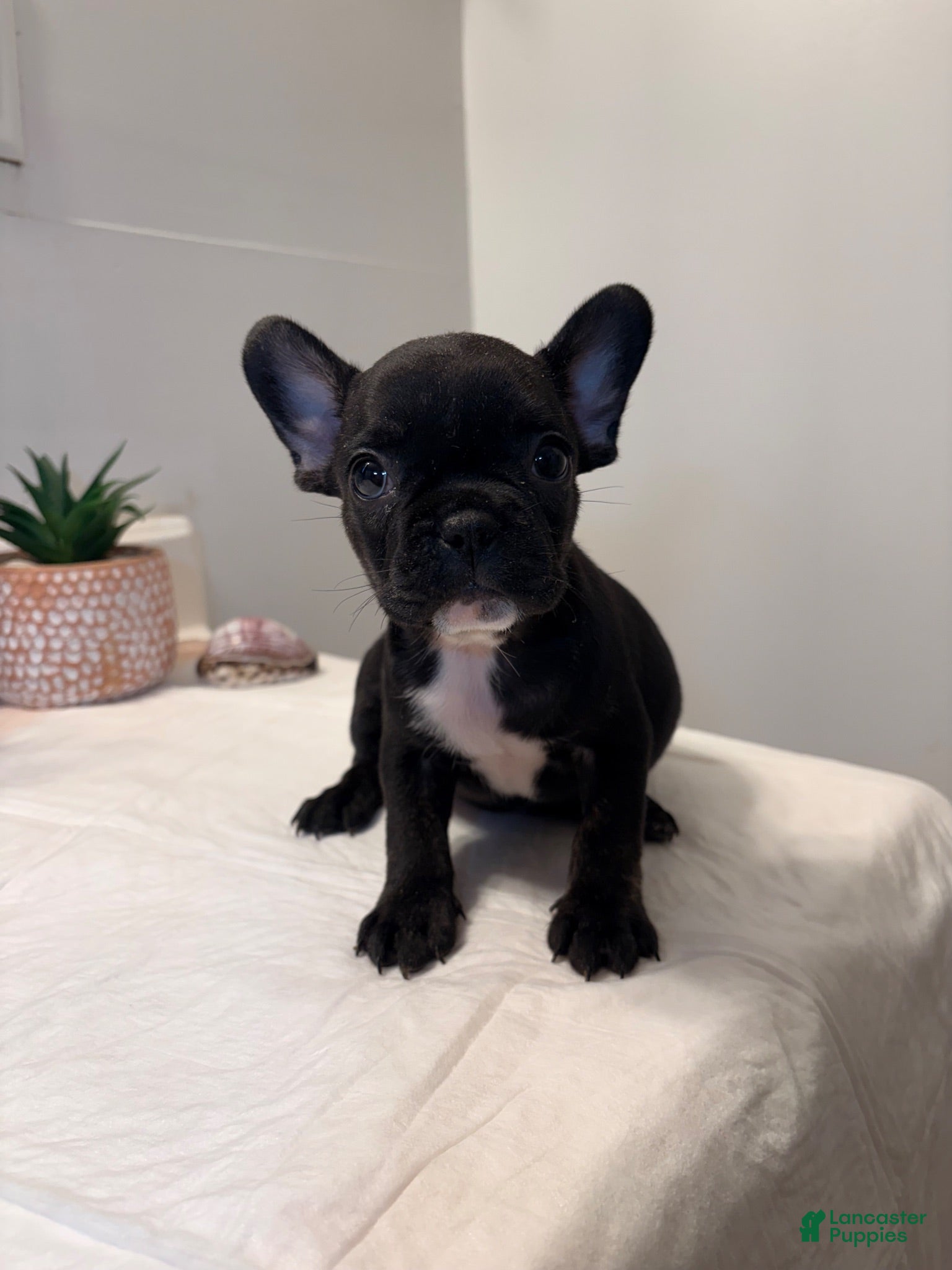 French Bulldog dogs French Bulldog 5 - Ad 39