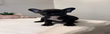 French Bulldog 5