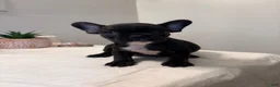 French Bulldog dogs for sale: French Bulldog 5 - Ad 1
