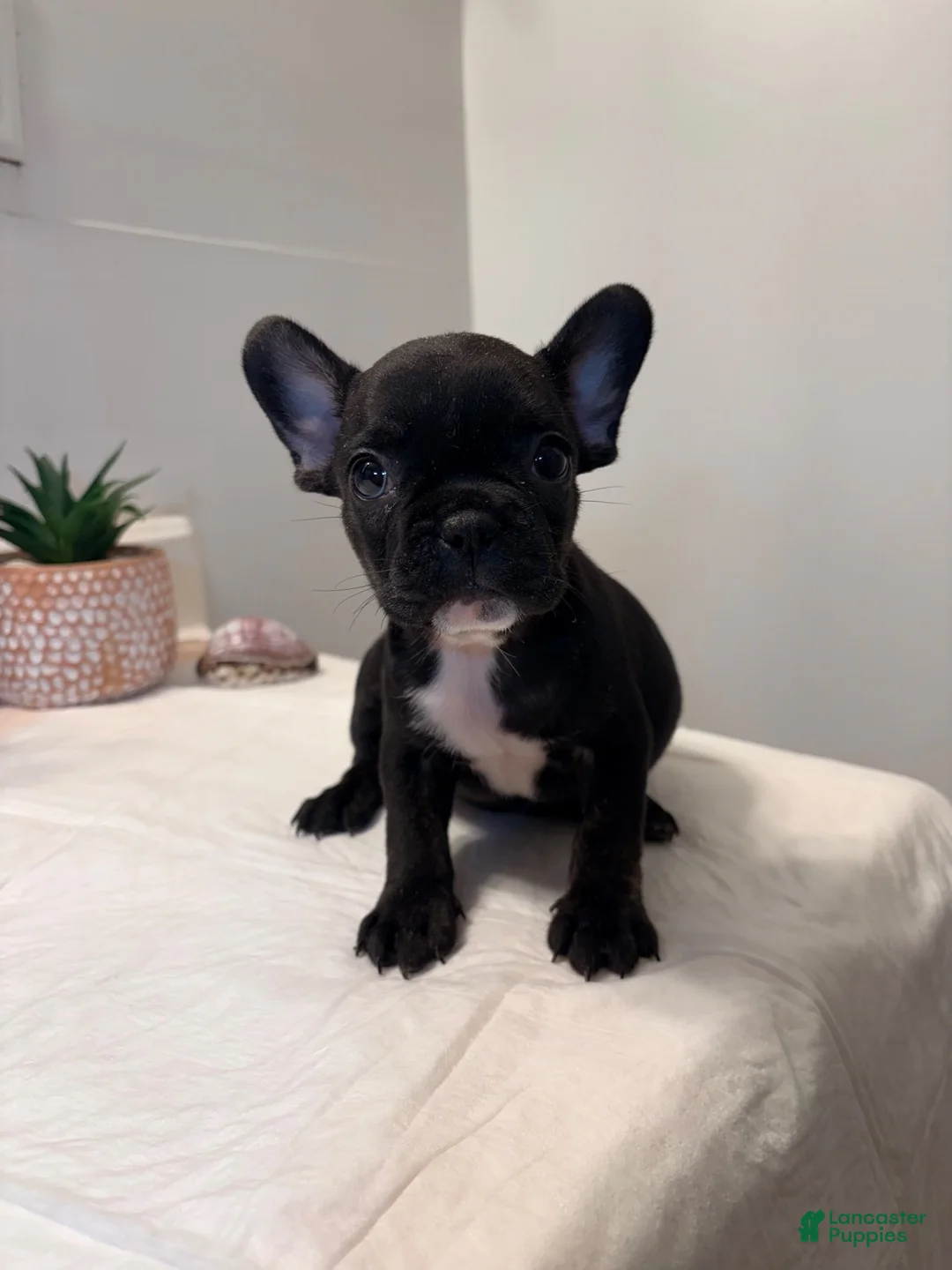 French Bulldog dogs for sale: French Bulldog 5 - Ad 1