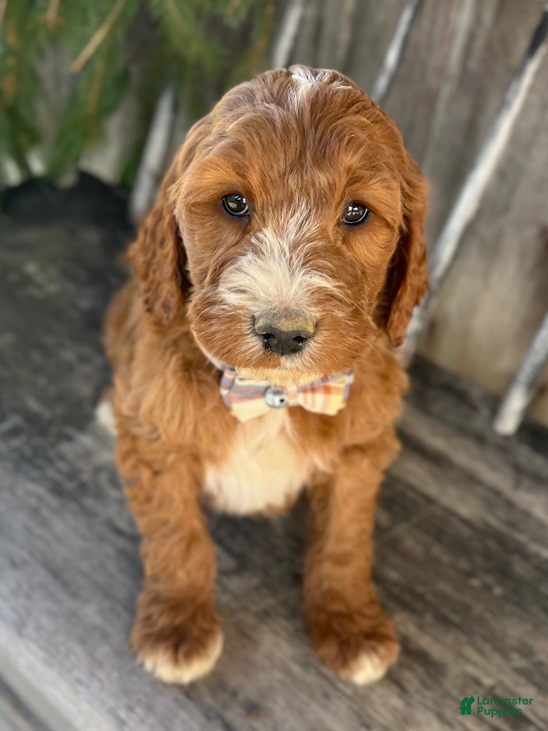 Irish Doodle dogs for sale: Nicholas  - Ad 3