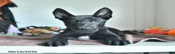 Belgian Malinois dogs for sale: Ron  - Ad 4